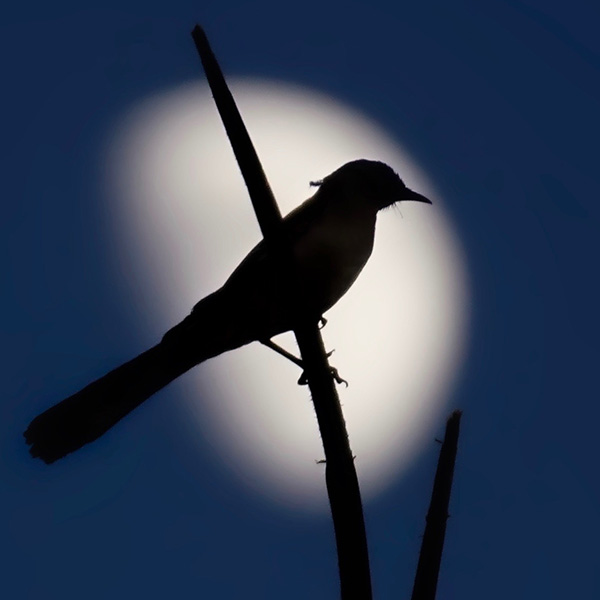 Uncovering the Effects of the Lunar Calendar on Animals | lunarcalendar.eu